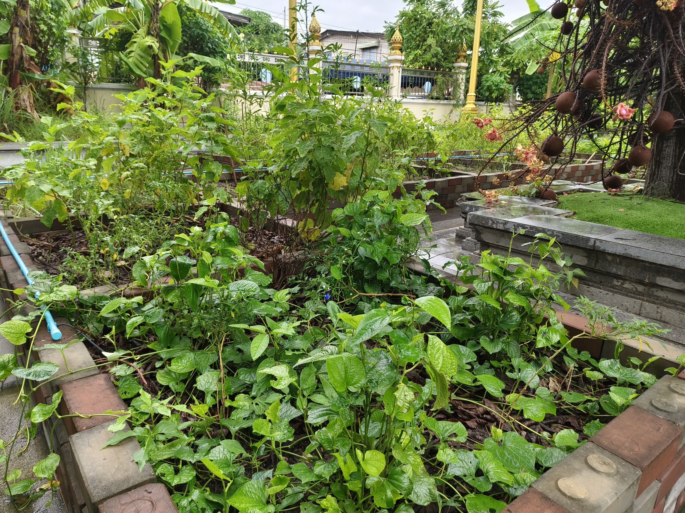 พช.ฉะเชิงเทรา ลงพื้นที่แปลงผัก “วัดนี้มีรัก ปลูกผักแบ่งปัน” วัดโสธรวรารามวรวิหาร สำรวจความเรียบร้อย ส่งเสริมความมั่นคงทางอาหารในชุมชน 🥬🤝🌱