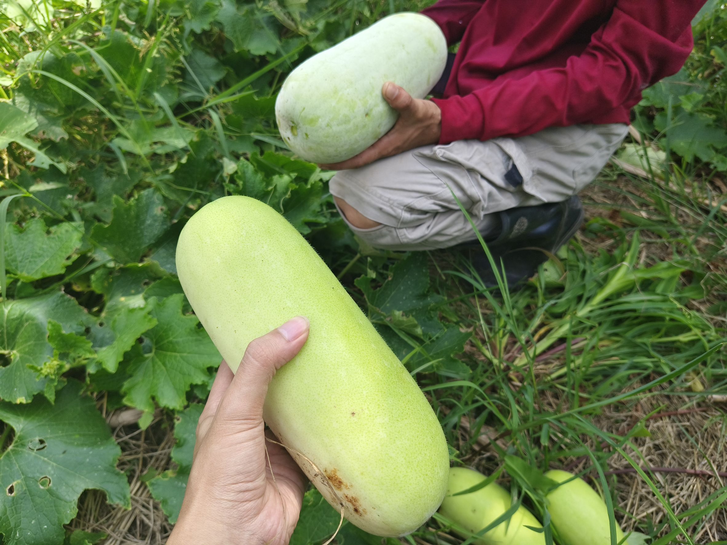 หนุนเยาวชนกลุ่มเสี่ยง! พช.ฉะเชิงเทราลงพื้นที่เยี่ยม “น้องแน็ค” วางแผนเลี้ยงกบ-ปลาดุก เสริมอาชีพยั่งยืน