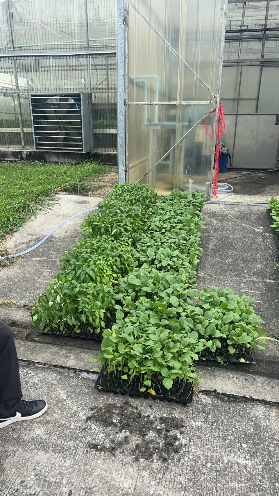 พช.ฉะเชิงเทรา รับมอบต้นกล้า 2,000 ต้น เตรียมพร้อมกิจกรรมเฉลิมพระเกียรติฯ ที่ “โคก หนอง นา” บางน้ำเปรี้ยว